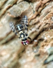 Scholastinae