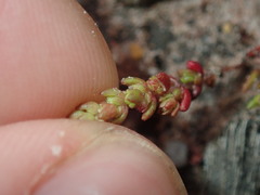 Crassula colorata