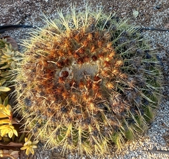 Kroenleinia grusonii