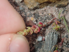 Crassula colorata