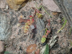 Crassula colorata
