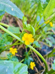 Ranunculus multifidus