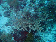 Acropora florida