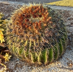 Kroenleinia grusonii