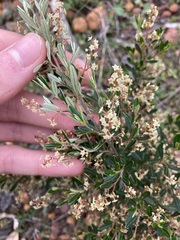 Trymalium ledifolium