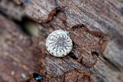 Xerotricha conspurcata