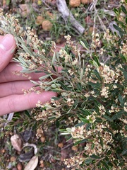 Trymalium ledifolium