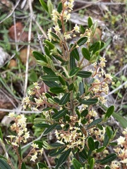 Trymalium ledifolium