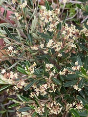 Trymalium ledifolium