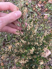 Trymalium ledifolium