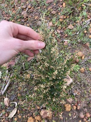 Trymalium ledifolium