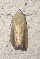 Sesamia nonagrioides