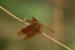Neurothemis fulvia