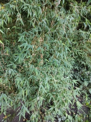 Phyllostachys aurea