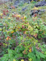 Rubus sachalinensis