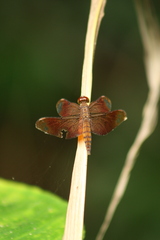 Neurothemis fulvia