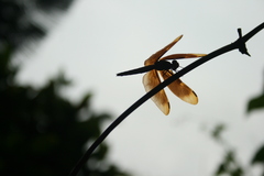 Neurothemis fulvia