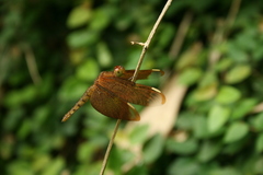 Neurothemis fulvia