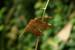 Neurothemis fulvia