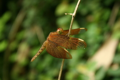 Neurothemis fulvia