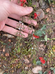 Cyanothamnus ramosus anethifolia