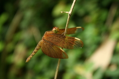 Neurothemis fulvia