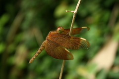 Neurothemis fulvia