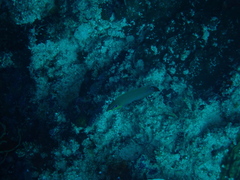 Halichoeres melasmapomus