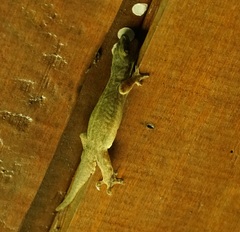 Gekkota