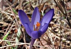 Crocus nudiflorus