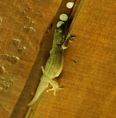 Gekkota