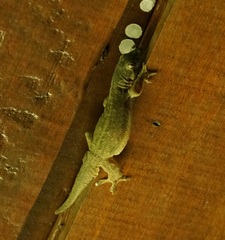 Gekkota