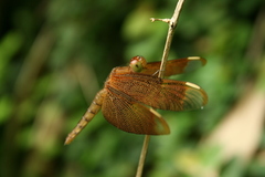 Neurothemis fulvia