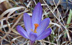 Crocus nudiflorus