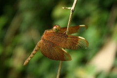 Neurothemis fulvia