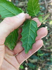 Aphananthe philippinensis