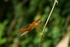 Neurothemis fulvia