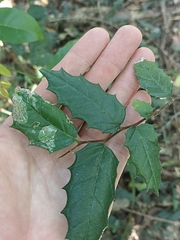 Aphananthe philippinensis