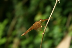 Neurothemis fulvia