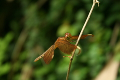 Neurothemis fulvia