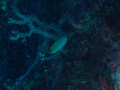 Halichoeres melasmapomus