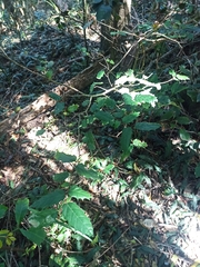 Aphananthe philippinensis