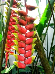 Heliconia rostrata
