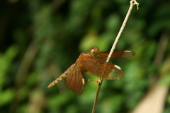Neurothemis fulvia