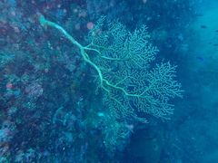 Chironephthya