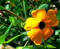 Thunbergia alata