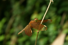 Neurothemis fulvia