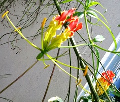 Gloriosa