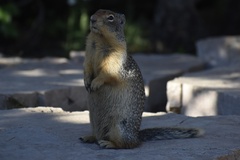 Urocitellus columbianus