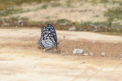 Papilio clytia